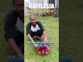 🔴VIRAL.... RAFLESIA  | Bunga Bangkai Tumbuh Di Waihama Pantai | Kepulauan SULA #shorts