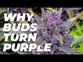 Why Flowers Turn Purple | Fast Buds Plant Inside