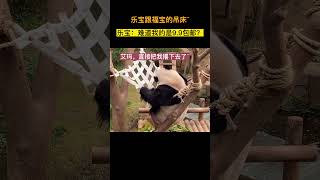 看看福宝跟乐宝的吊床，乐宝怀疑：难道我的是9.9包邮的？ #panda #大熊貓