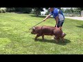 shipley swine genetics duroc boar “turbo”