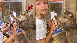 Shelter Cat Chooses a Family And Struggles To Get Their Attention