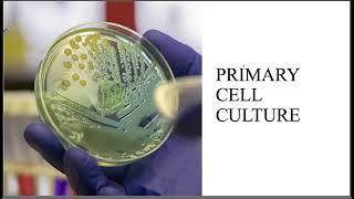 PRIMARY CULTURE@ANIMAL TISSUE CULTURE