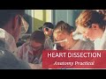 Heart Dissection - First Year Anatomy Practical