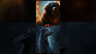 TURKISH KANGAL VS CAUCASIAN SHEPHERD, TIBETAN MASTIFF, IRISH WOLFHOUND,BULLY KUTTA , WHO'S GONNA WIN