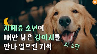 🌠[개감동 라디오 1편] 잠들기 전 마음 편안해지는 감동적인 강아지 이야기 / 수면유도 / 오디오북 / 책 읽어주기 / 잠 오는 이야기 / 태교