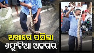 WATCH-Huge Python Rescued From A Street In Rayagada