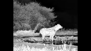 ol Donyo Kenya ~ Spotted Hyena and Porcupine! Feb20, 2025