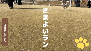 気になってたドッグランへ行ってきたよ〜🐶🤍