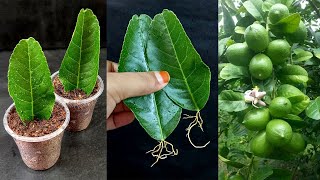 How to grow lemon trees from lemon leaves - With 100% Success