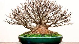 The 91st Kokufu ten Bonsai Show Shohin Trees \u0026 Green Club