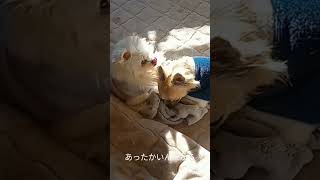 あったかいんだから#クマムシ#dog #cute