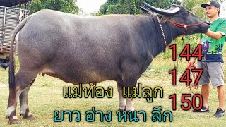 เปิดราคาควายงามสายพัฒนา แม่ท้องอ่างหนาลึก  แม่ท้องสูง 144 - 150 แม่ลูกตัวเมียสูง 147 สวยทุกตัว