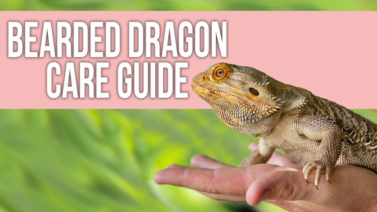 Bearded Dragon Care Guide For Beginners - YouTube