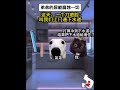 第2集 弟弟的尿能腐蚀一切...... catmemes cat catlover 小说 故事 短剧 猫meme小剧场 story catmeme 搞笑 jokes