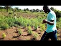 agribusiness in beyla guinea