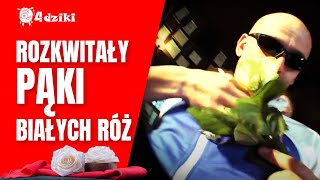 4DZIKI - Rozkwitały pąki białych róż HD [Rozkwitali]