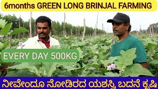 6 months successfull brinjal farming.ನೀವೇ0ದೂ ನೋಡಿದರದ ಯಶಸ್ವಿ ಬದನೇಕಾಯಿ ಕೃಷಿ.