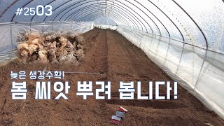 하우스 농사 | 늦은 생강수확 | 봄나물 종자 뿌리기 #2503