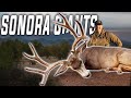 GIANTS OF SONORA  (Mexico Mule Deer Hunting)