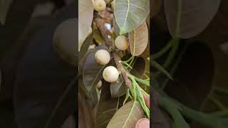 Ficus virens - A Keystone Species Tree