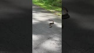 Eastern Diamondback Rattlesnake Snake - Middle of Road -Rainbow Springs, Florida -Serpiente Cascabel