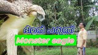 The Biggest Eagles In The World  Top 10 (ലോകത്തിലെ ഏറ്റവും വലിയ പരുന്തുകള്‍ )