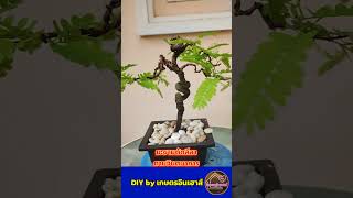 มะขามดัดลีลา #มือใหม่หัดทำ #Bonsai #shorts #บอนไซ #เกษตรอินเฮาส์ @Kaset_In_House