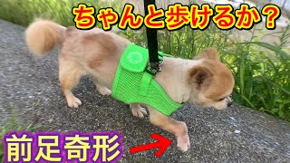 【保護犬チワワ】 前足奇形の子の散歩はこんな感じ