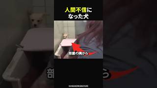 子犬を取り上げられた母犬#感動#海外感動#感動する話#実話#ほっこり#shorts