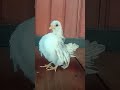 SERAMA chicken cute dance