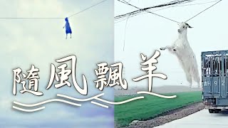 【on.cc東網】飛天羊掛電線　懸空盪來盪去