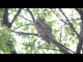 【日本の野鳥】トラフズク　long eared owl（フクロウ科）　＃日本の野鳥＃トラフズク＃フクロウ科