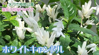 【園長の部屋PART2】第91回 ホワイトキャンドル【水戸市植物公園】