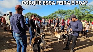 FEIRA DE ANIMAIS DA vila jerimum 02/02/2025 CABRAS E CARNEIROS