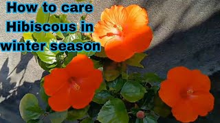 Hibiscous care in winter .how to care Hibiscous .