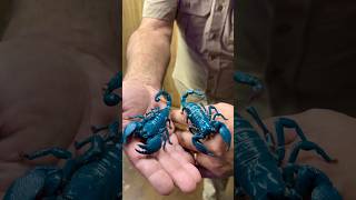 Emperor Scorpions 🦂 glow under black light 😱