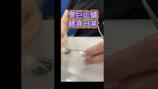 喜蟻唯藏，螞蟻餵食日常，讓螞蟻吃飽飽最重要。