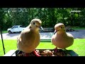 Pair of Mourning Doves - 31 Jul 2024 - Irmo, SC