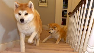 第16集 妈妈去度假 秋田犬独自在家 Mom goes on vacation and Akitas are at home alone