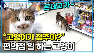 천재 길냥이 채용했더니 가게 매출이 올랐어요 손님들에게 소시지를 사달라며 애교를 부리는 것은 기본｜흘린 돈도 찾아주는 천재 고양이｜고양이를 부탁해｜알고e즘