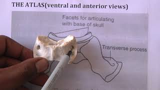 THE ATLAS (VENTRAL AND ANTERIOR VIEWS)