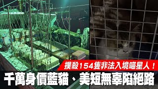 撲殺154隻非法入境喵星人　陳其邁也救貓不回！高雄市府要查走私藏鏡人 | 台灣新聞 Taiwan 蘋果新聞網