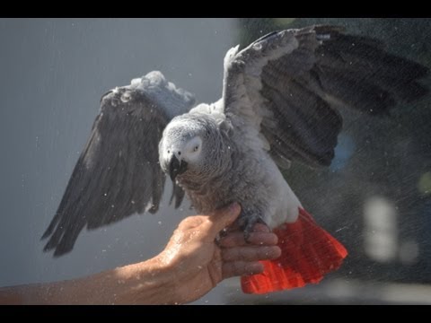 Tips on Showering Your African Grey Tips on Showering Your African Grey
