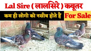 Lalsire Kabootar | Lalsire kabutar Sale | कम ही नसीब होने वाले