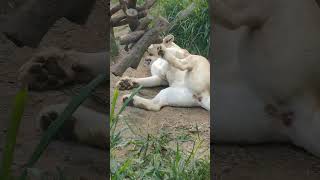 秋寒✎㊽ホワイトライオン・白獅子・リズムちゃん・沖縄こどもの国・・・White_Lion・Okinawa Zoo \u0026 Museum(20241130)