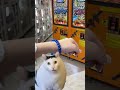 英世を返して…😭 ガチャガチャ ガチャ ガチャ動画 gacha