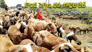 ఇన్ని గోర్రేలని ఎక్కడ మేపుతం అంటే || గొర్రల మీద లాభం ఎక్కువ || Sheeps Videos || Sheep farming