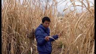 Huanong Brothers: We take a look at the elephant grass. And then we pick some radish.