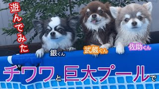 チワワちゃんとINTEXの巨大プールで遊んでみました！！ワンコたちの夏休み