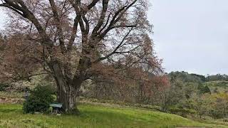 【葉桜】千鳥別尺のヤマザクラ(広島県庄原市東城町)　2024年4月20日